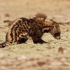 Cibetka africka - Civettictis Civetta - African Civet o2091